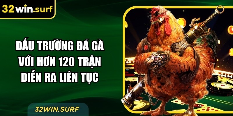 Đấu trường đá gà với hơn 120 trận diễn ra liên tục